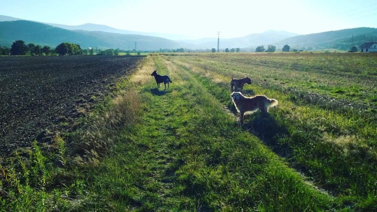 Domki Sniezka Wojcieszyce Exteriér fotografie